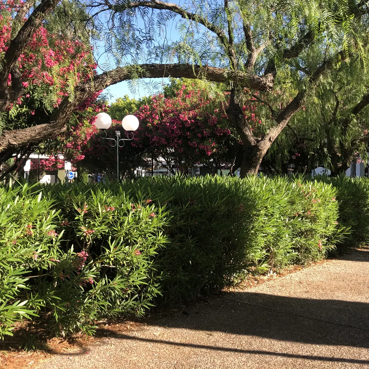 The gardens of the town