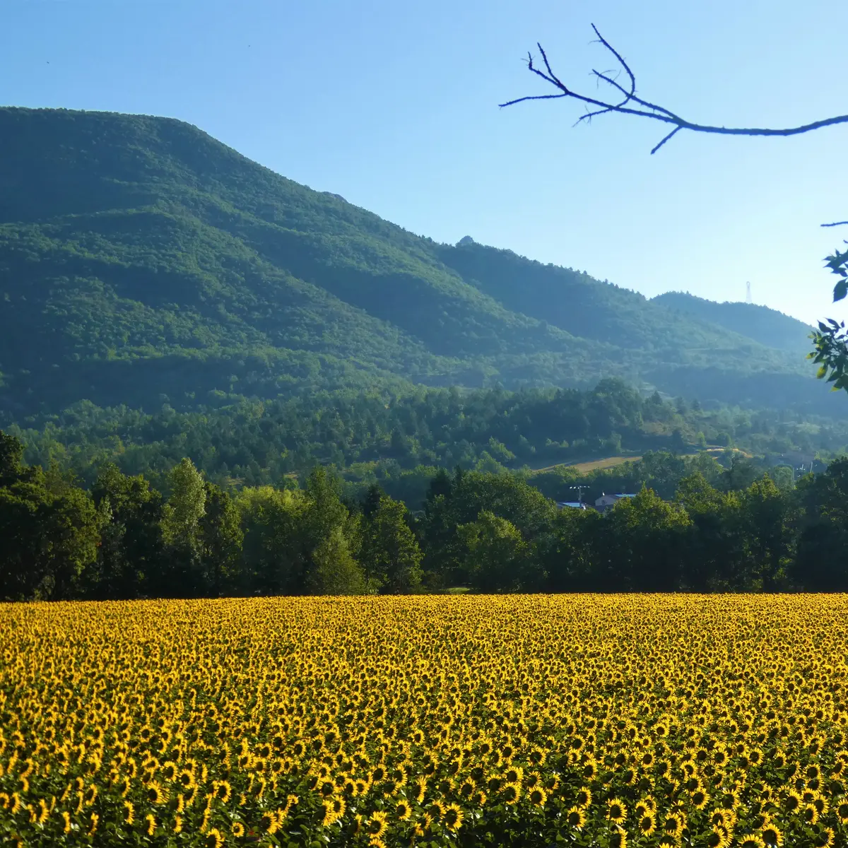 Champ de tournesols
