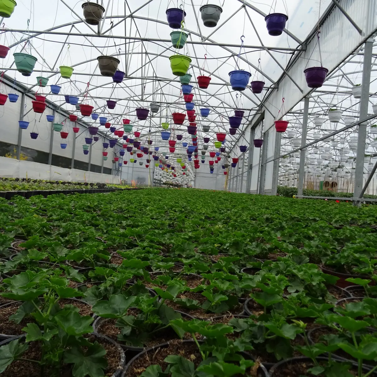 Horticulture Signoret