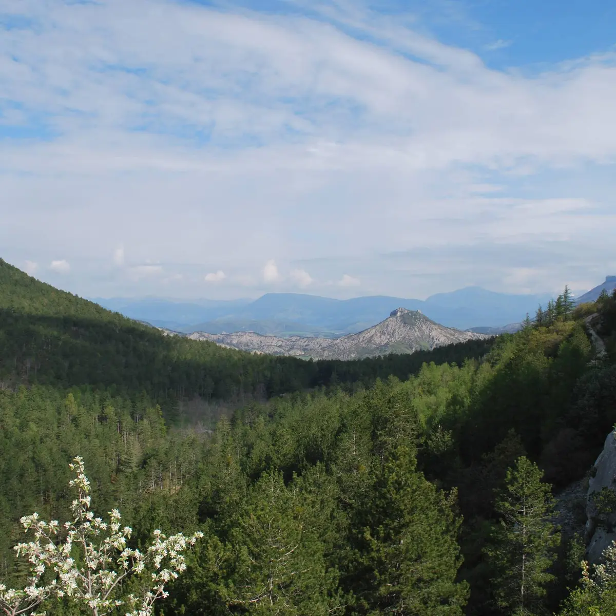 Paysage forestier et sauvage