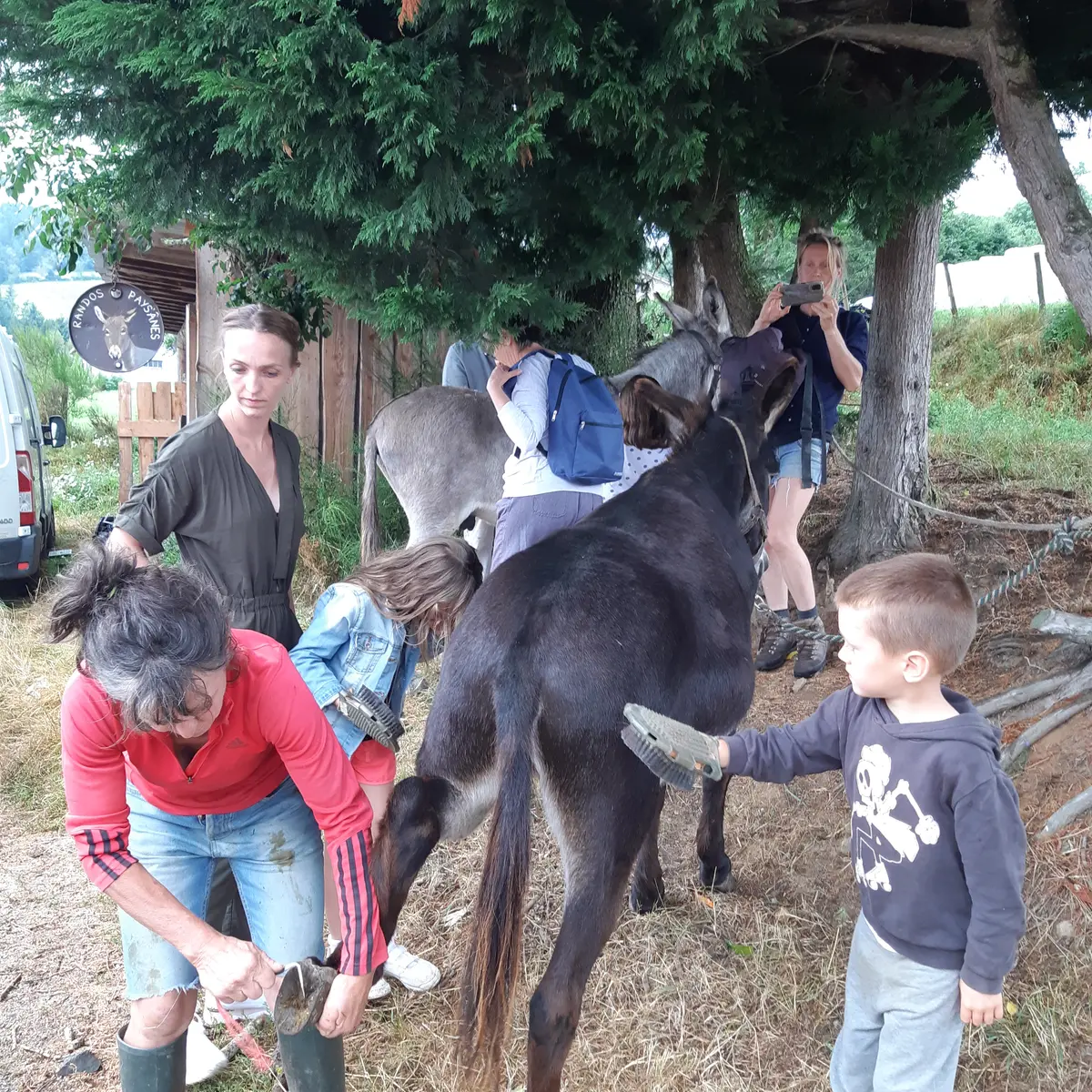 soin aux ânes avant la rando