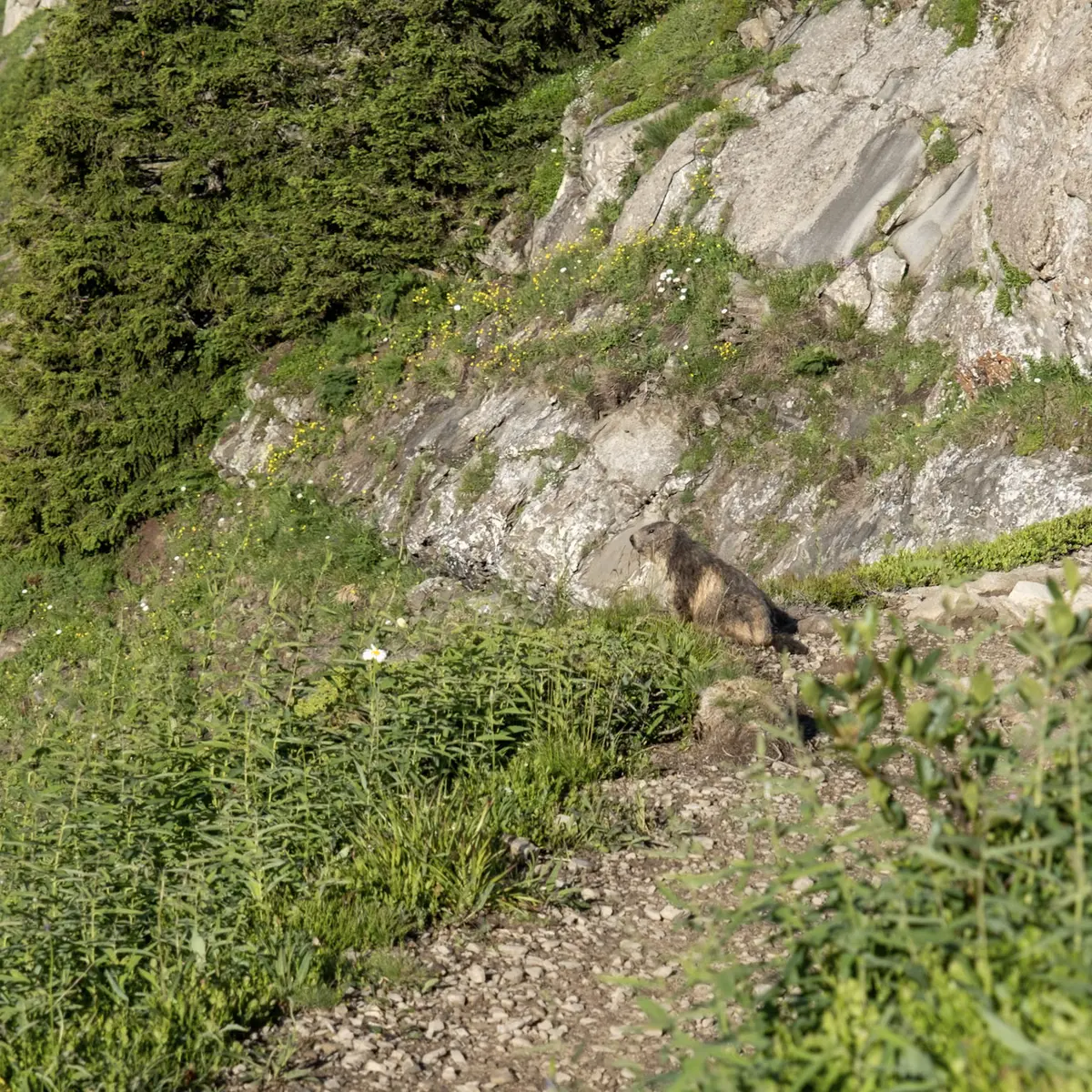 Marmottes