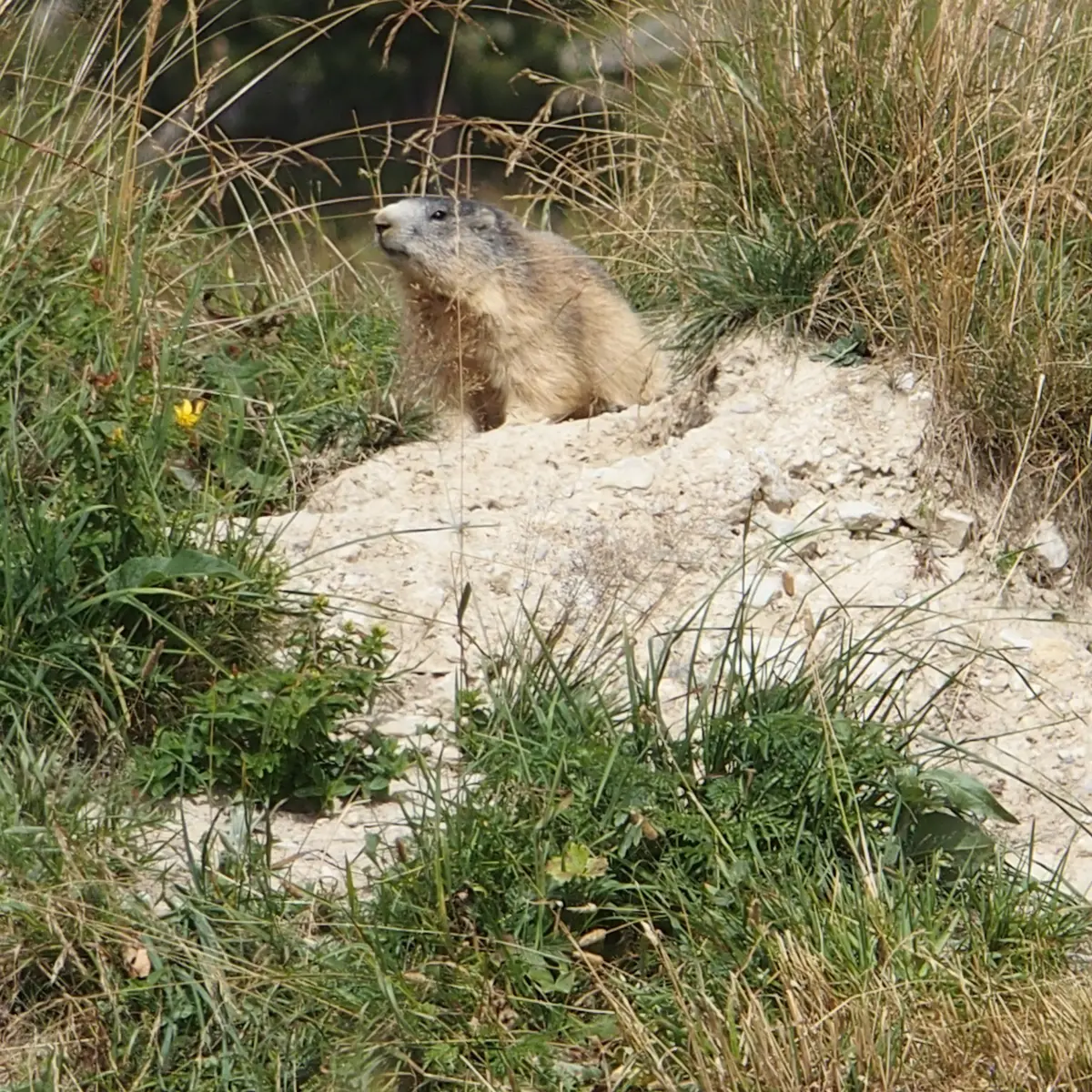 Marmotte à La Toussuire