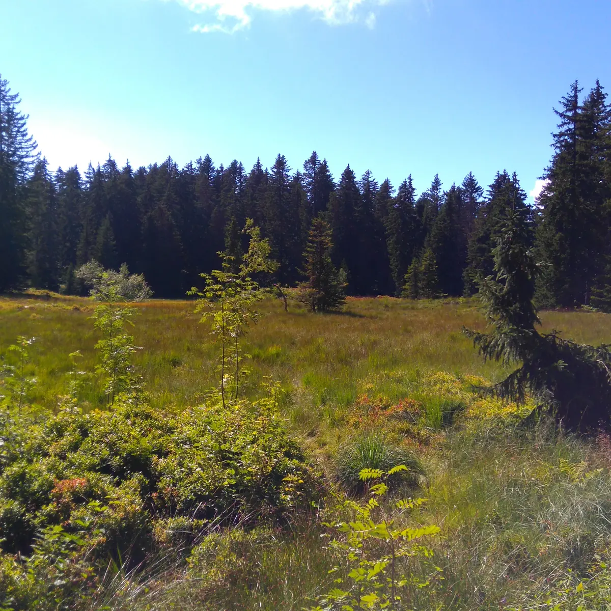 Le lac des Saisies