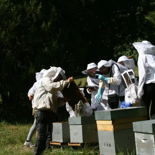 Apiculture Embrun