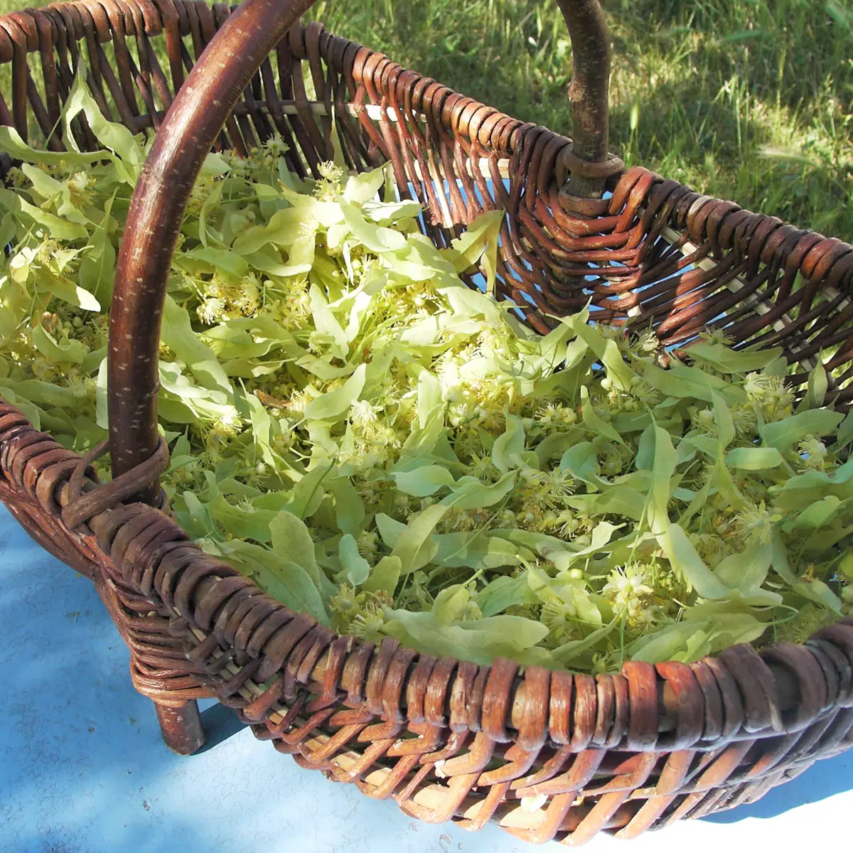 Tilleul des Baronnies