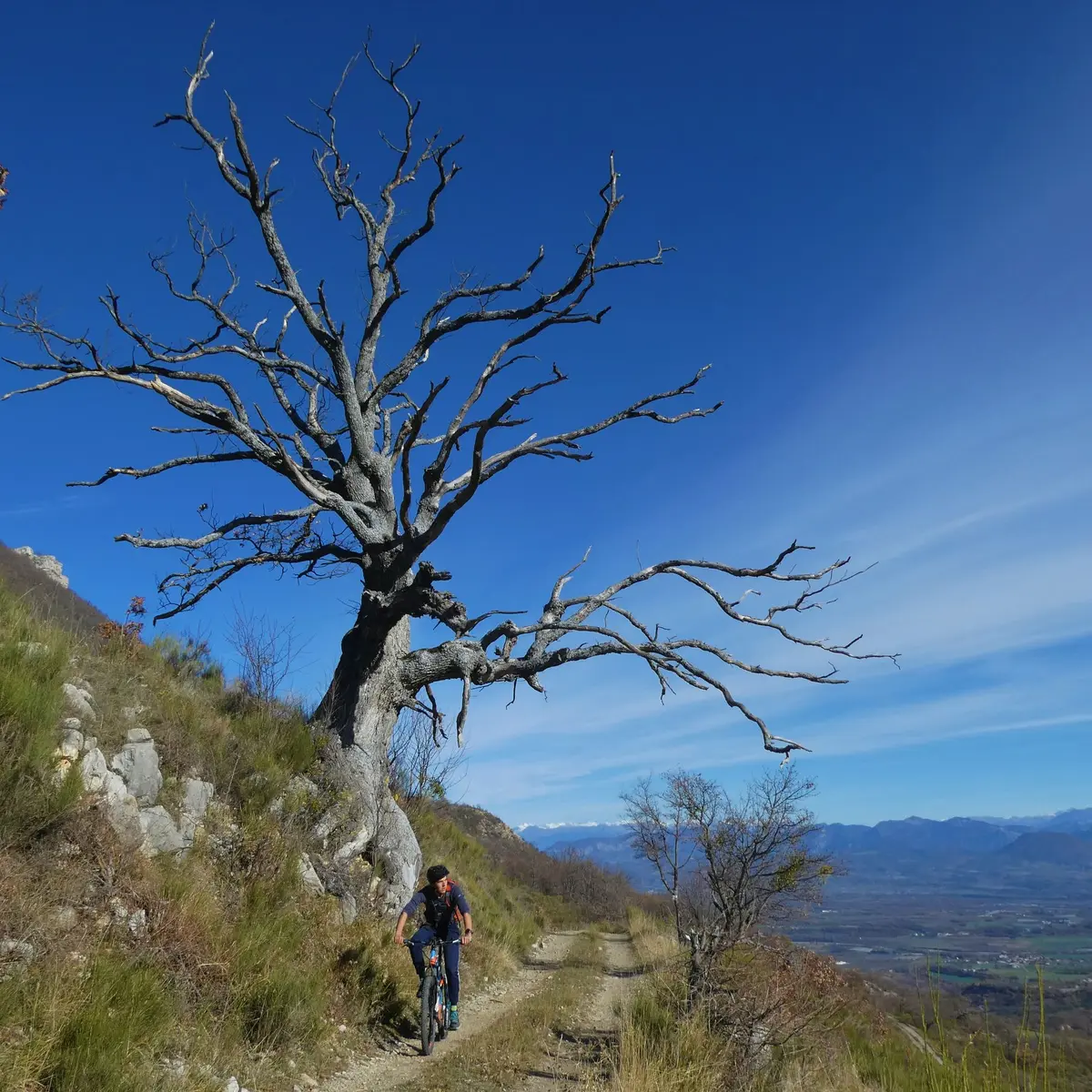 Arbre particulier le long du chemin