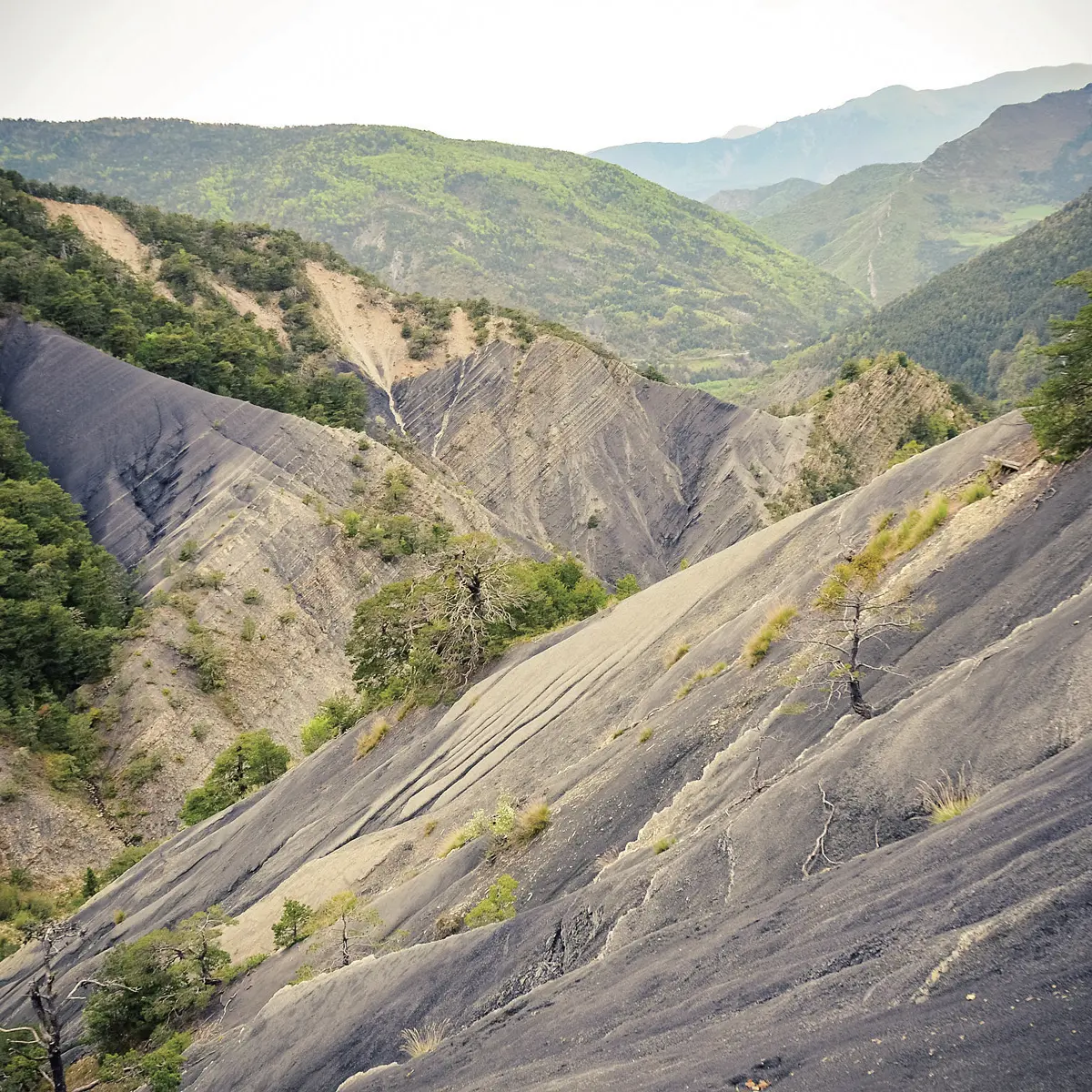 Ichtyosaure de La Melaie