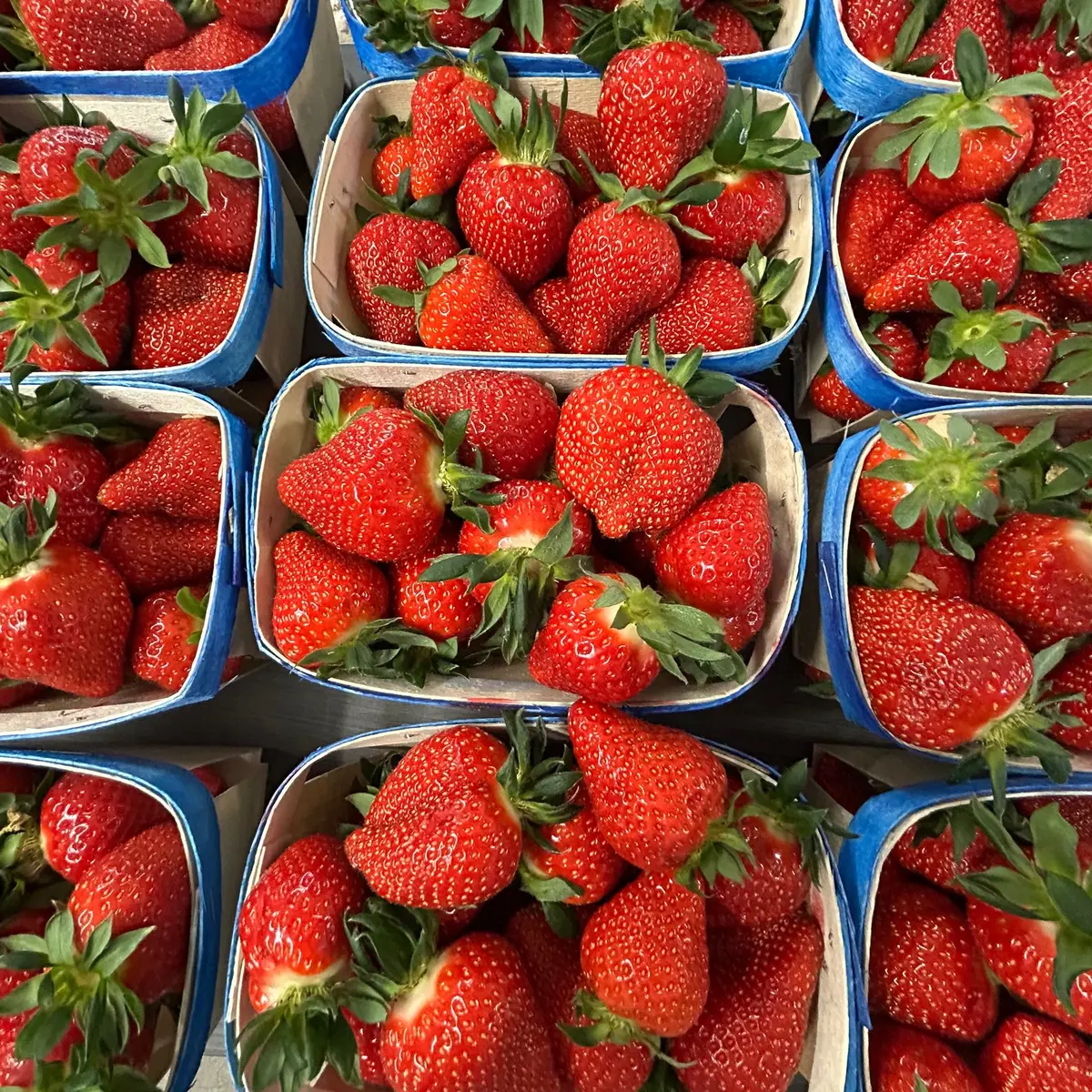 Sélection des fruits pour la préparation de la confiture de fraises