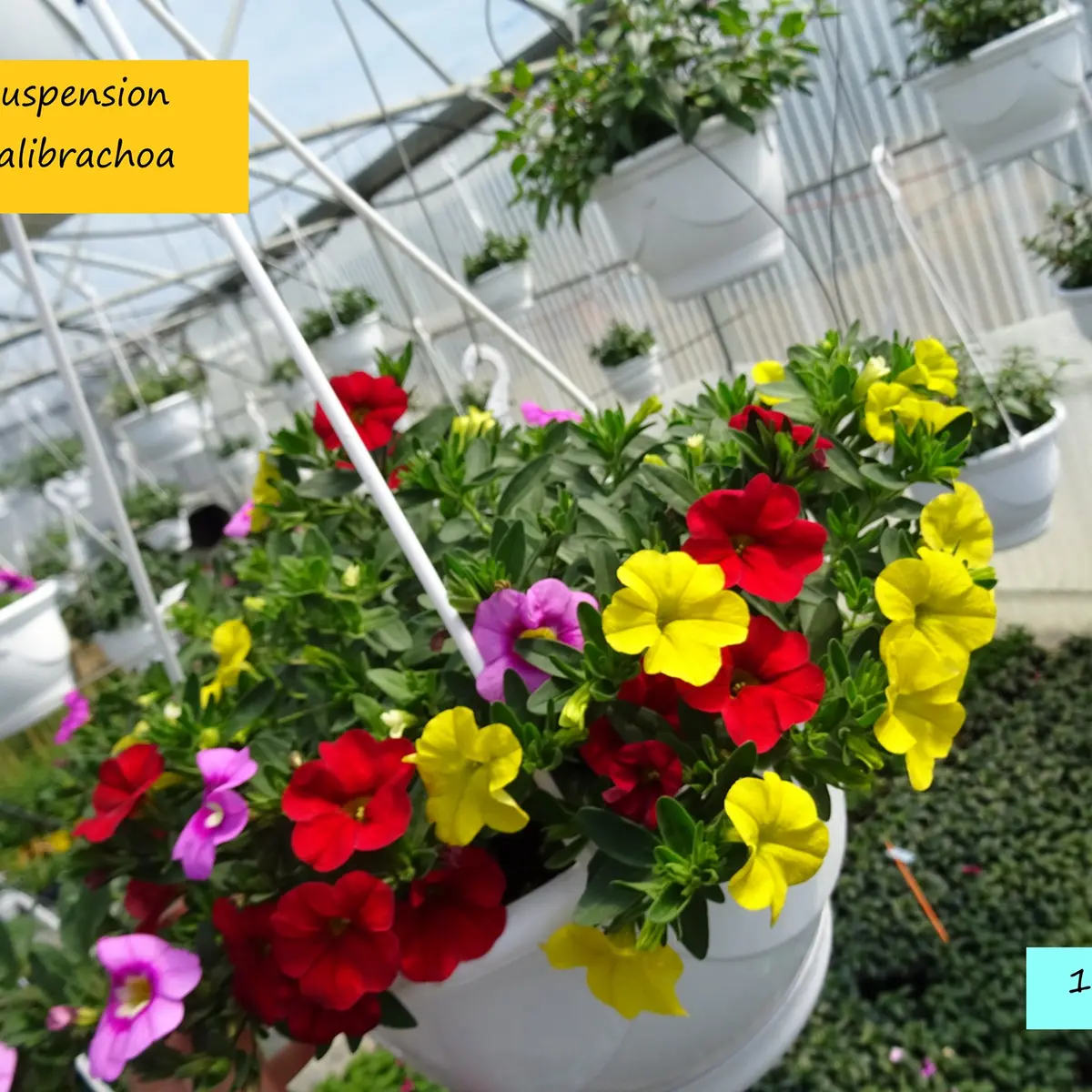 Horticulture Signoret