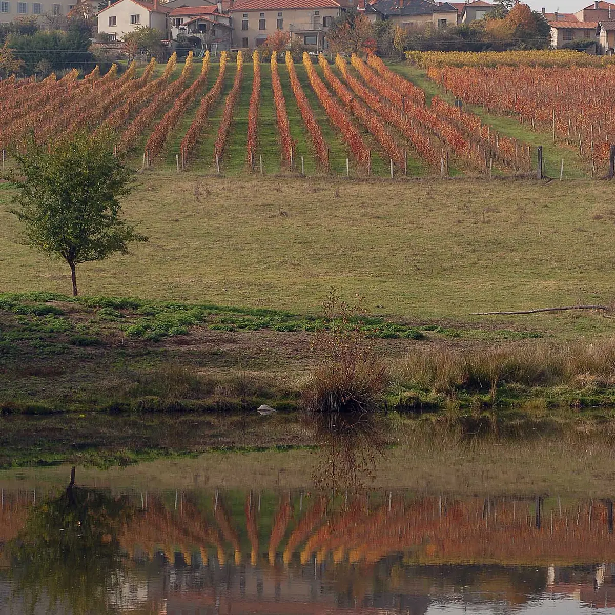 Domaine des Palais