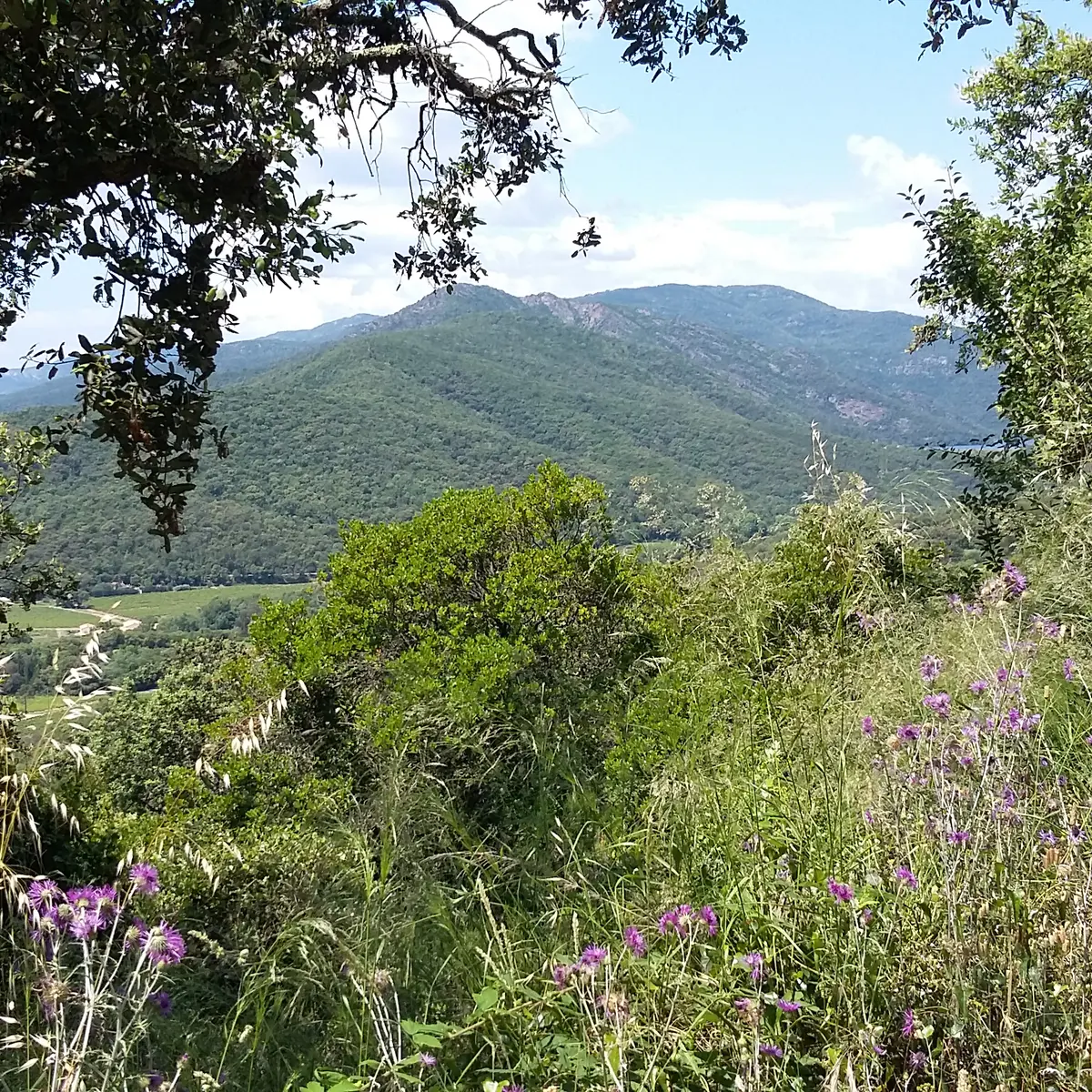 vue