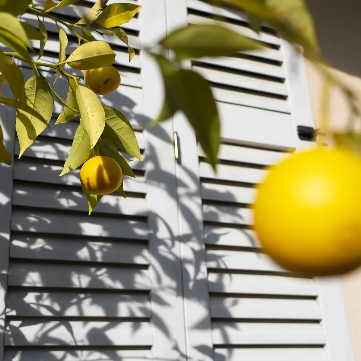 Agrumes dans Grimaud