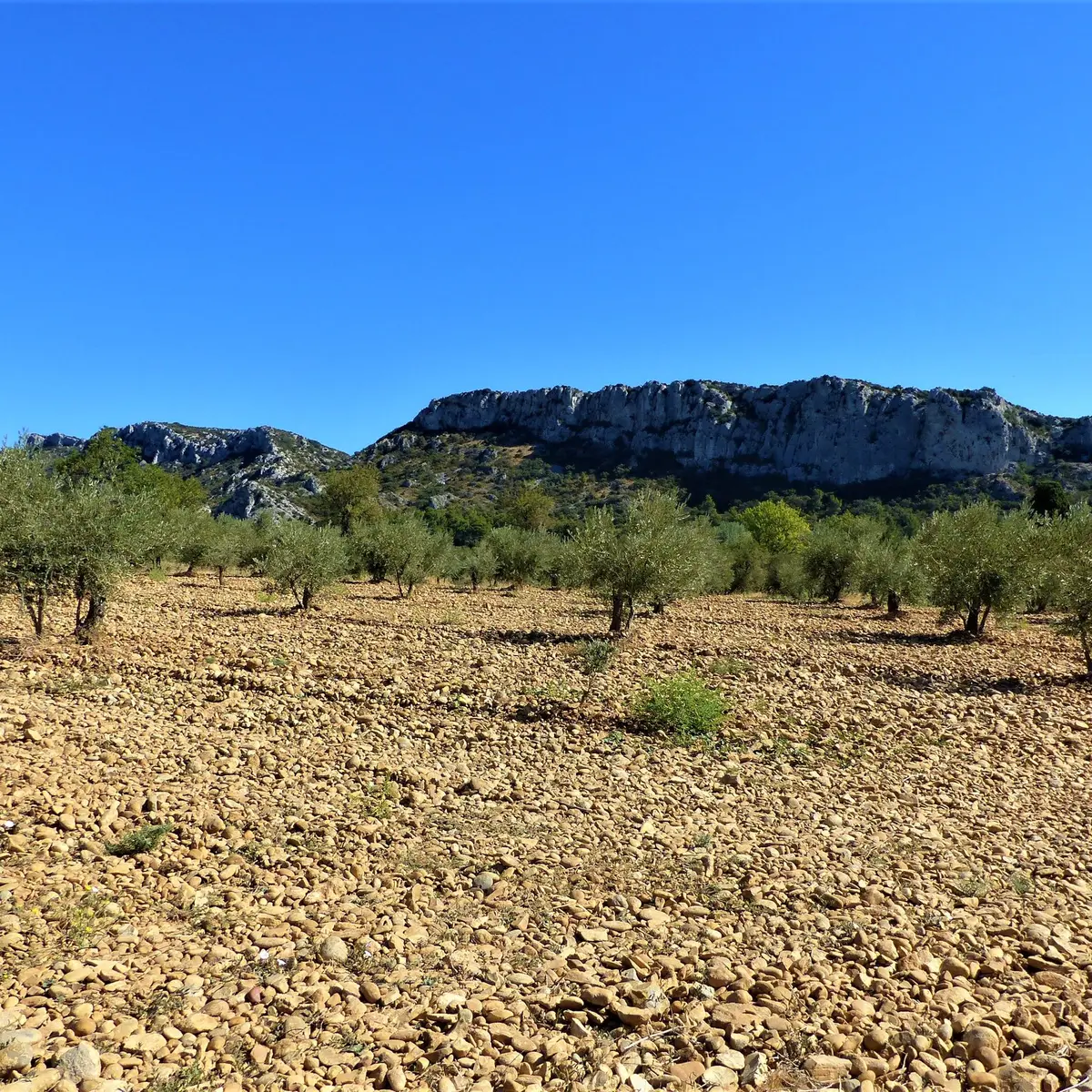 Oliveraie ou champ d'oliviers