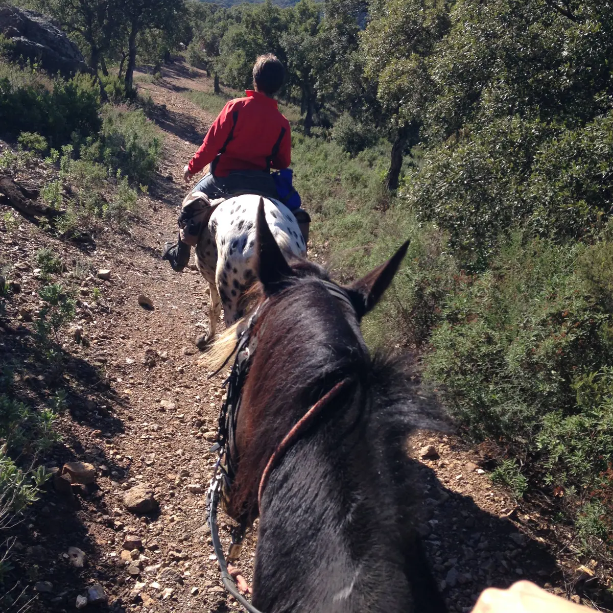 Vue sur la crinière d'un cheval couleur baie brune précédent un cheval pie noire marchant sur un sentier au milieu de la colline