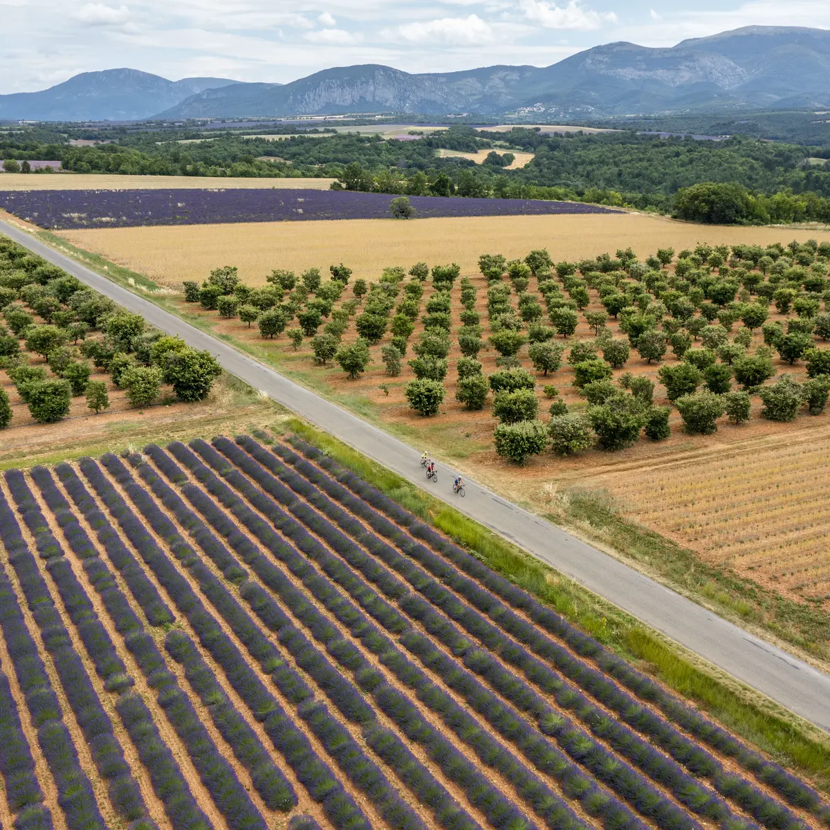 Le plateau de Valensole