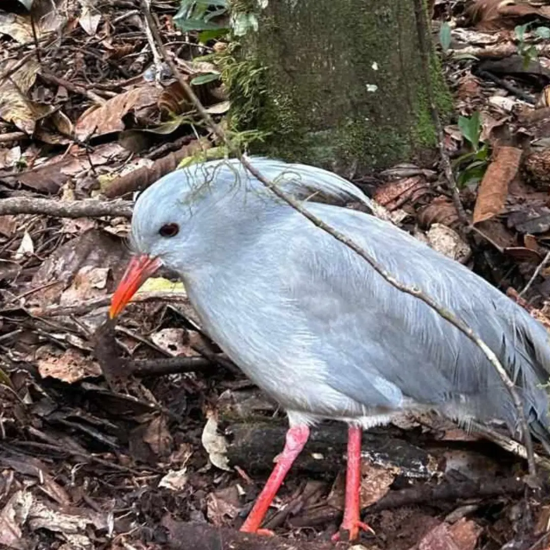 Le Cagou au Parc de la Rivière Bleue