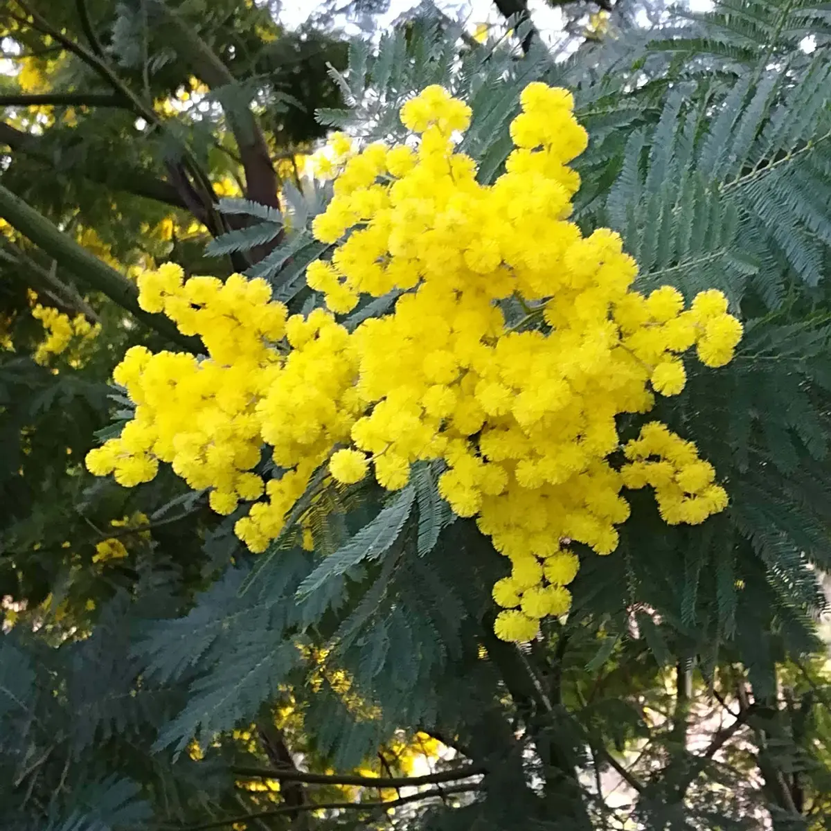 Mimosa