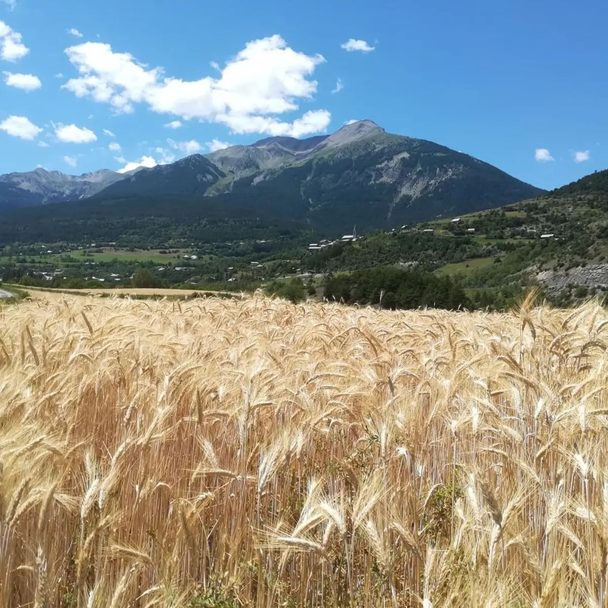 En bordure des champs de blé