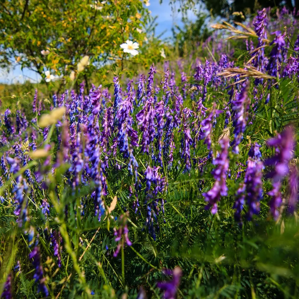 randonnée Tour de courchons