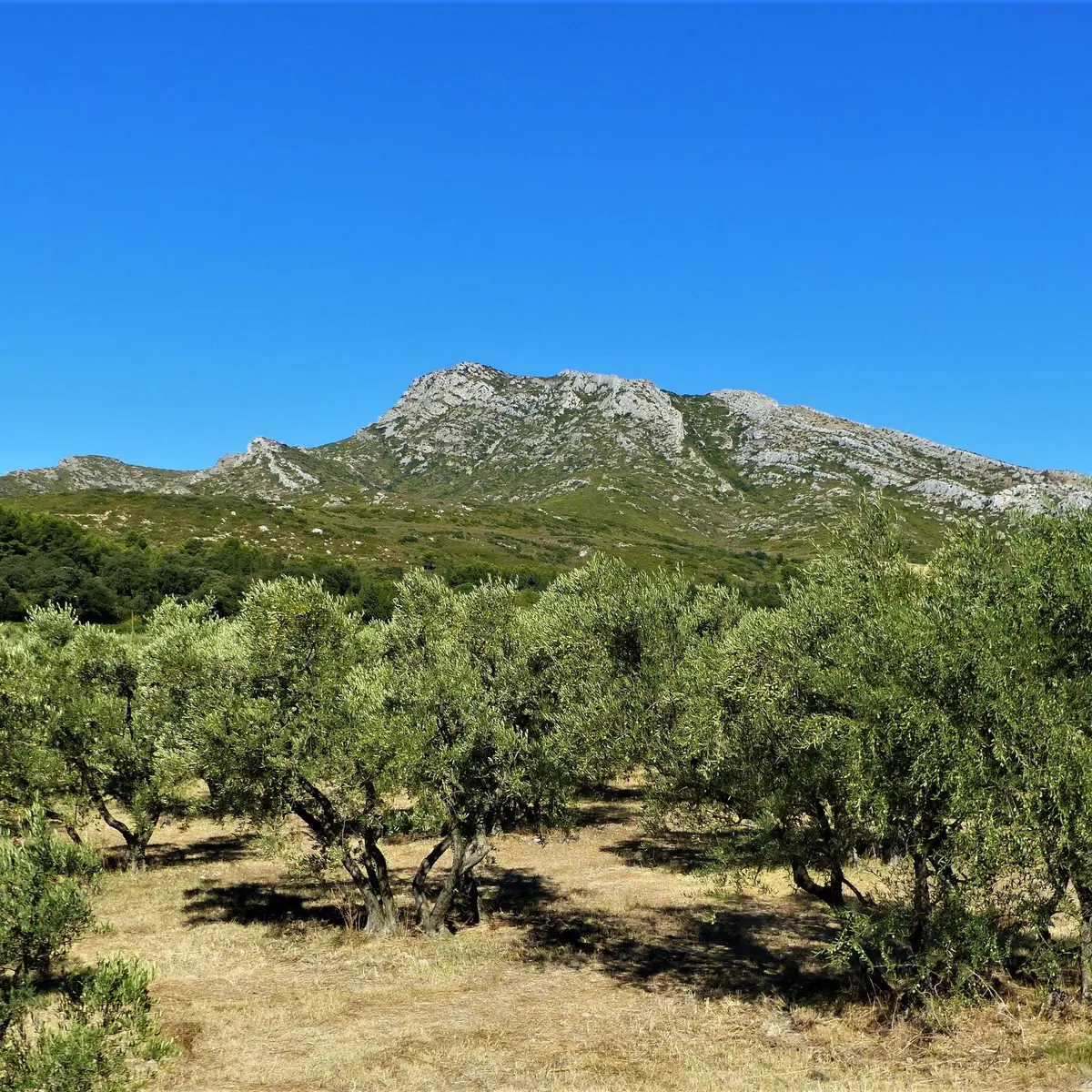 Oliveraie avec vue sur les Opies