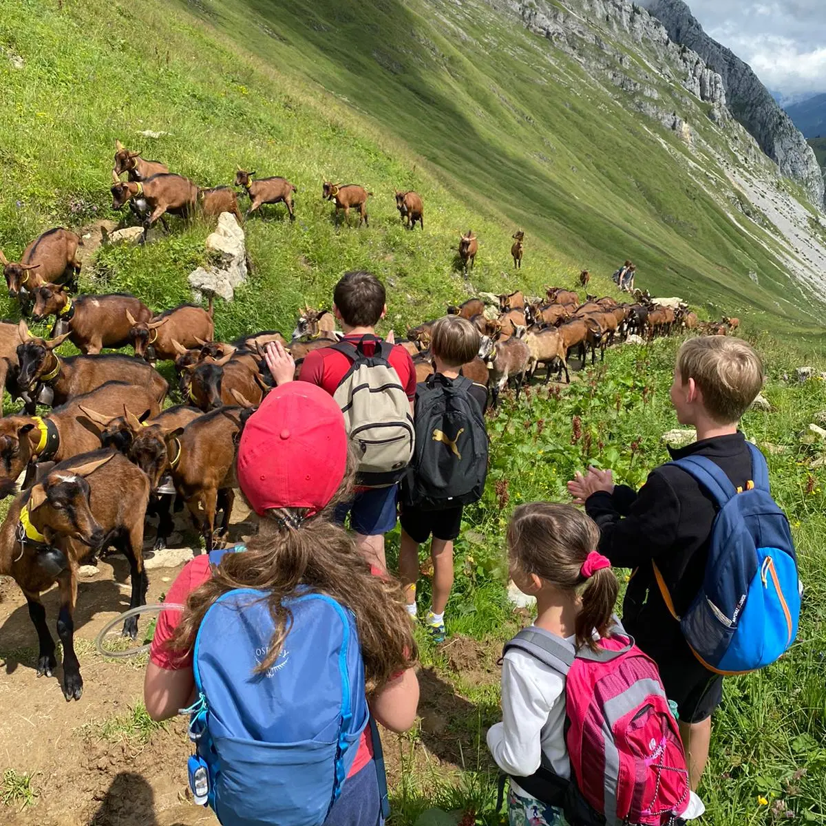 un groupe d'enfants en randonnée en train de regarder passer un troupeau de chèvres
