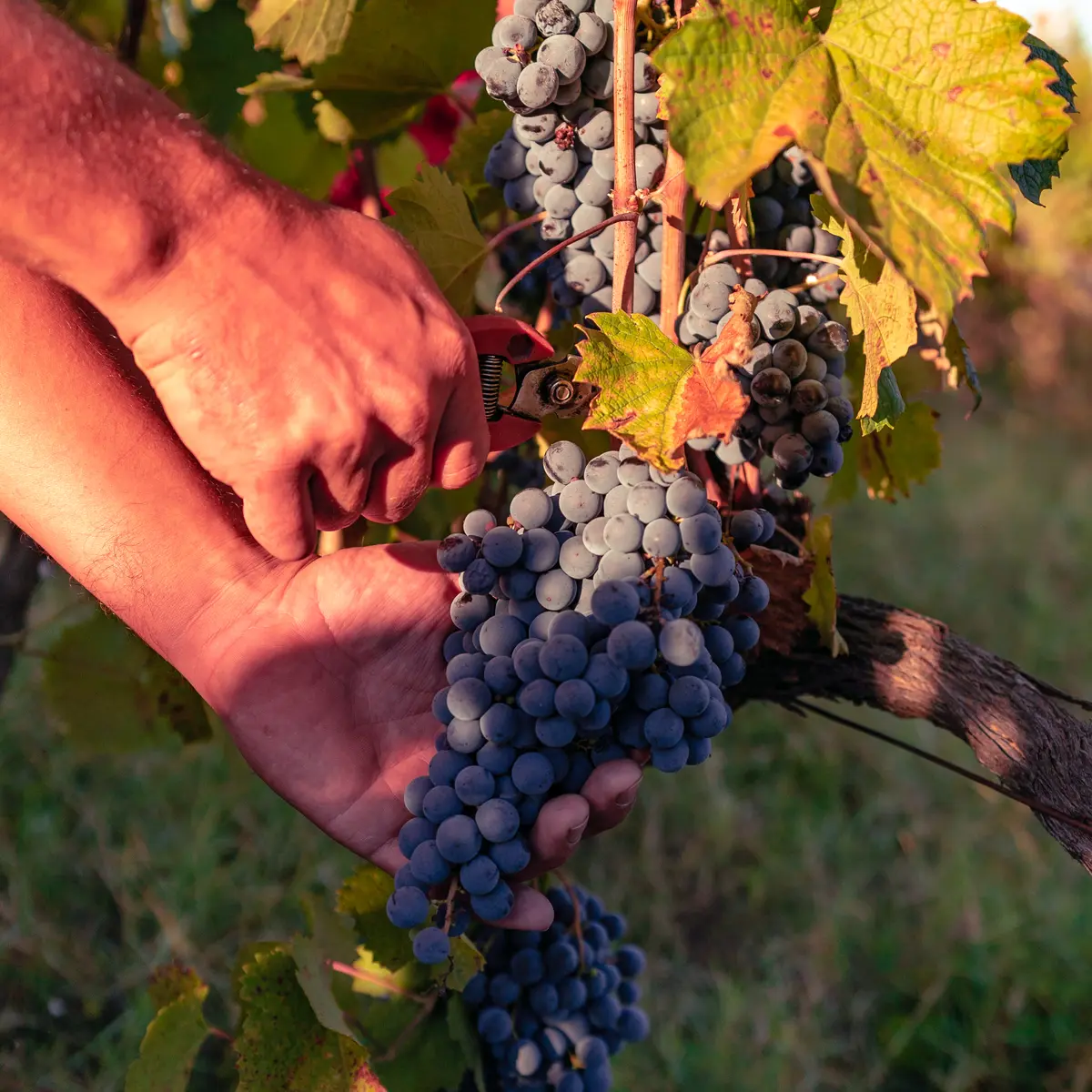 Domaine des Hauts Traversiers