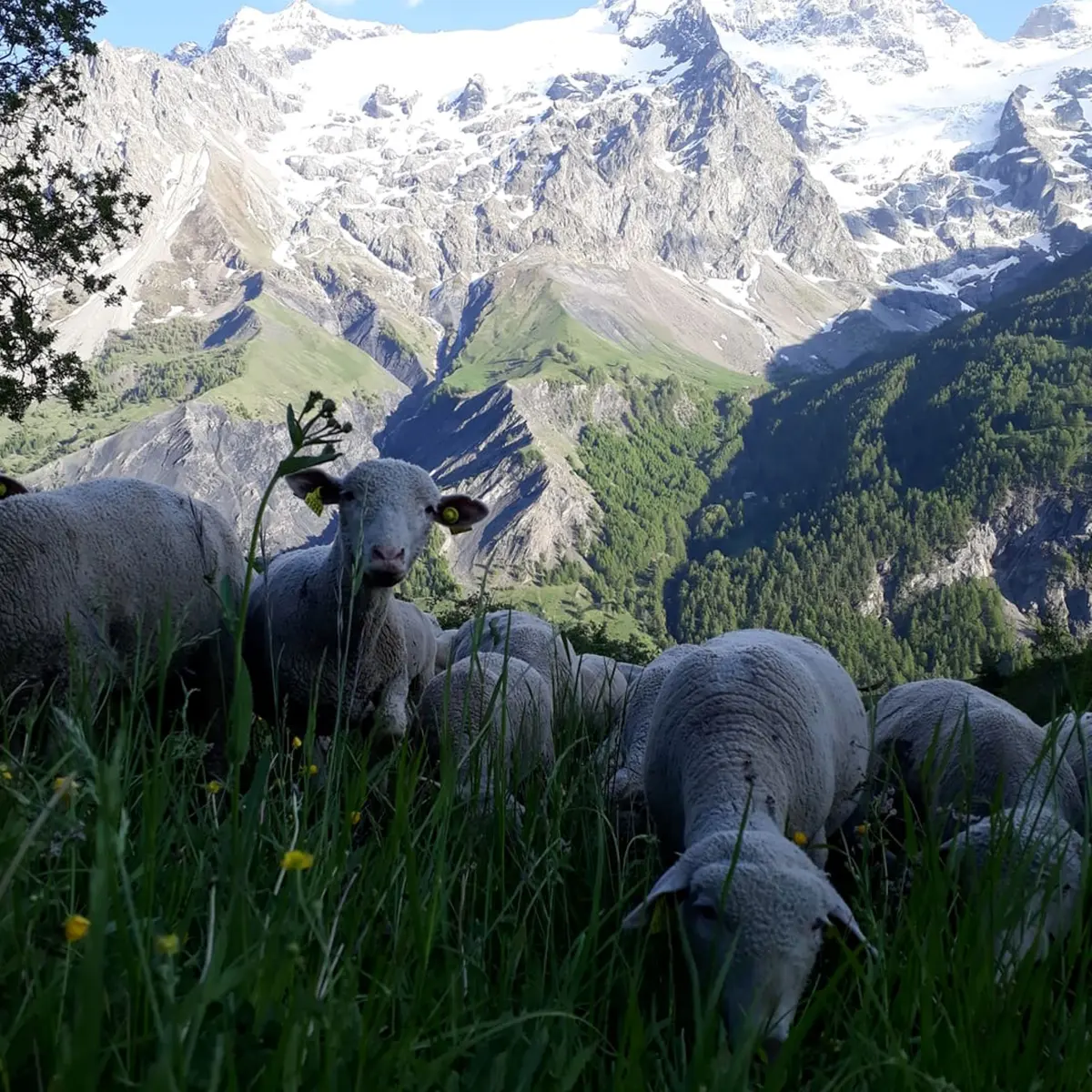 Troupeaux de moutons paissant tranquillement au pied de La Meije - La Grave