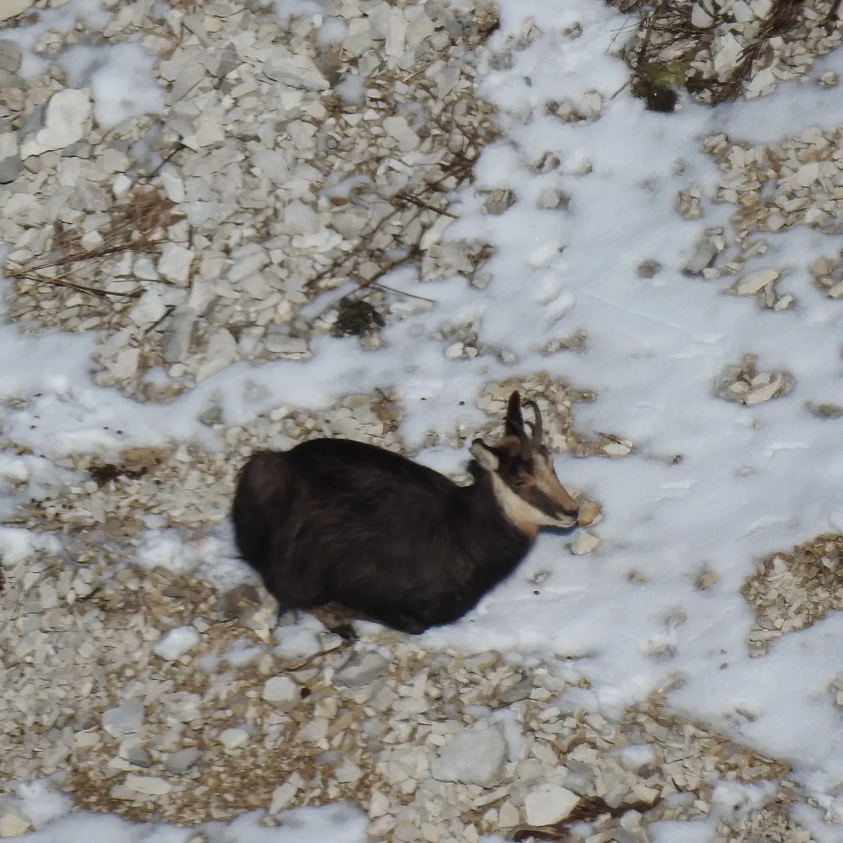 Chamois en contre bas