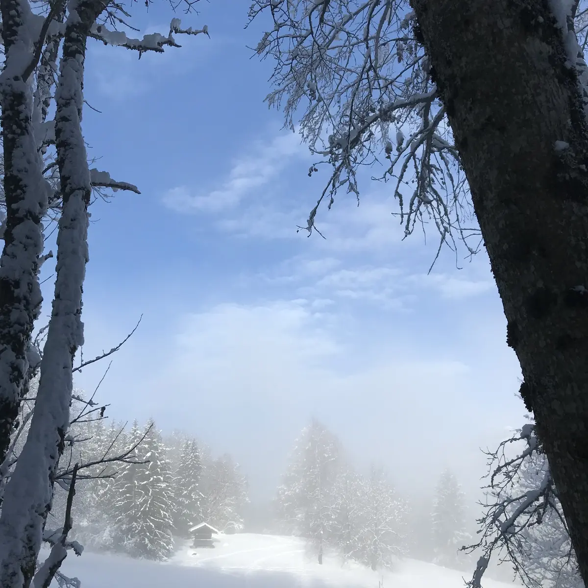 Balade en raquettes à l'affût des grands animaux