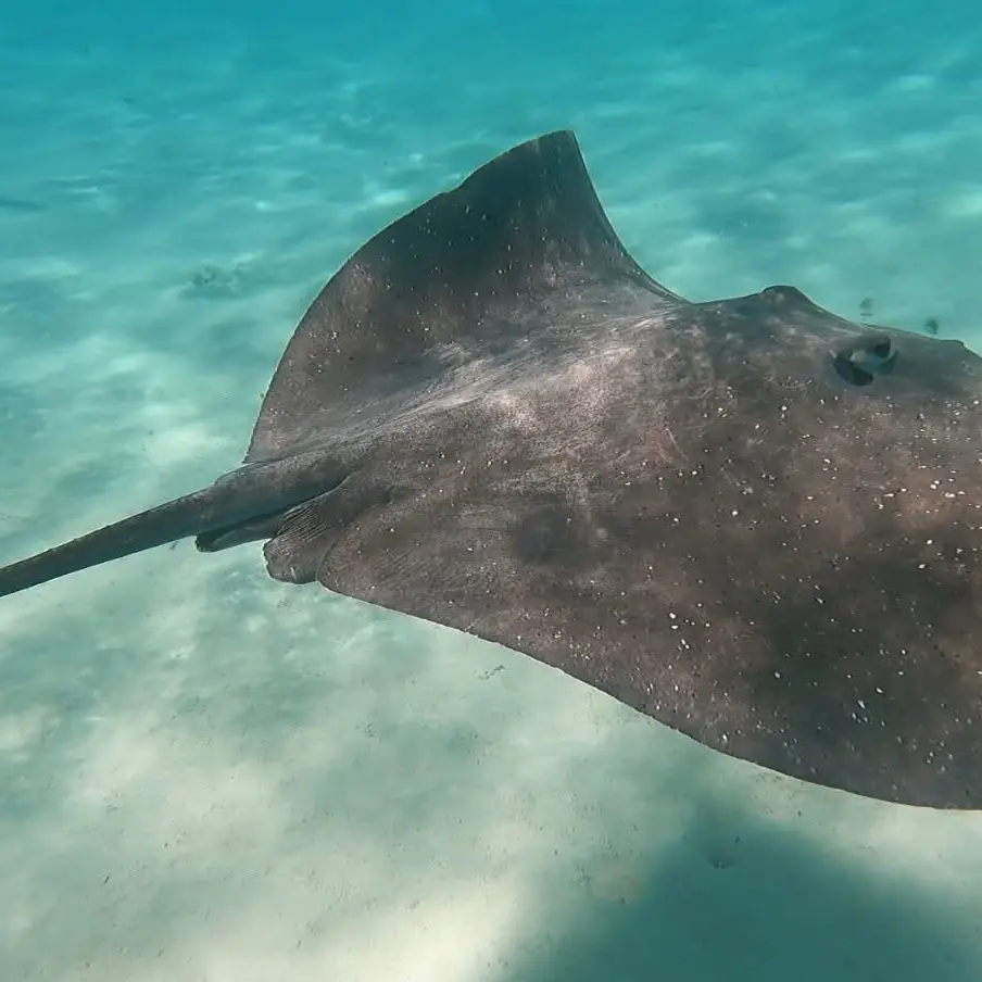 Raie Moorea