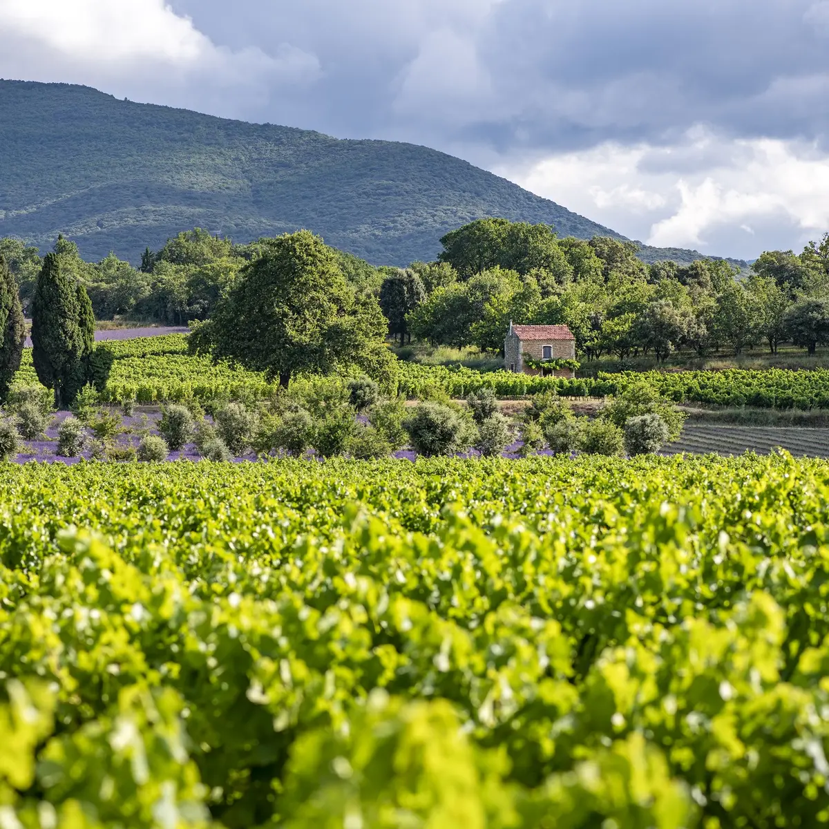 Domaine de Montine