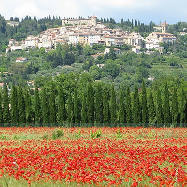 Callian et les coquelicots