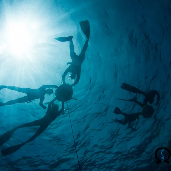 Découverte de l'apnée