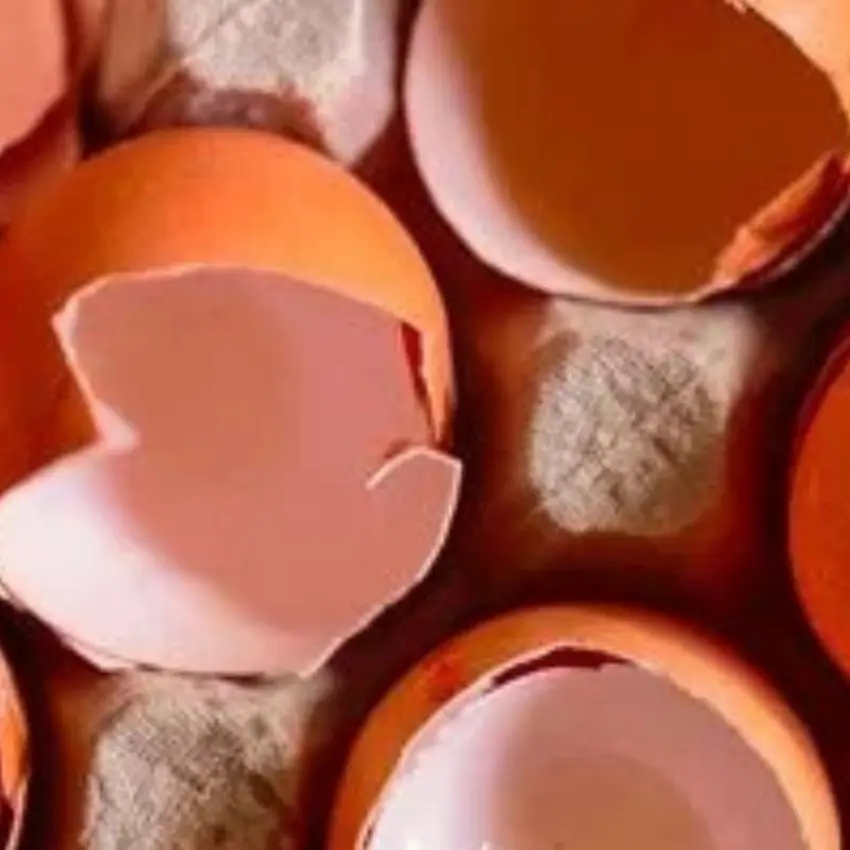 Rencontre théâtrale : clochette a raté sa vie_Sainte-Maxime