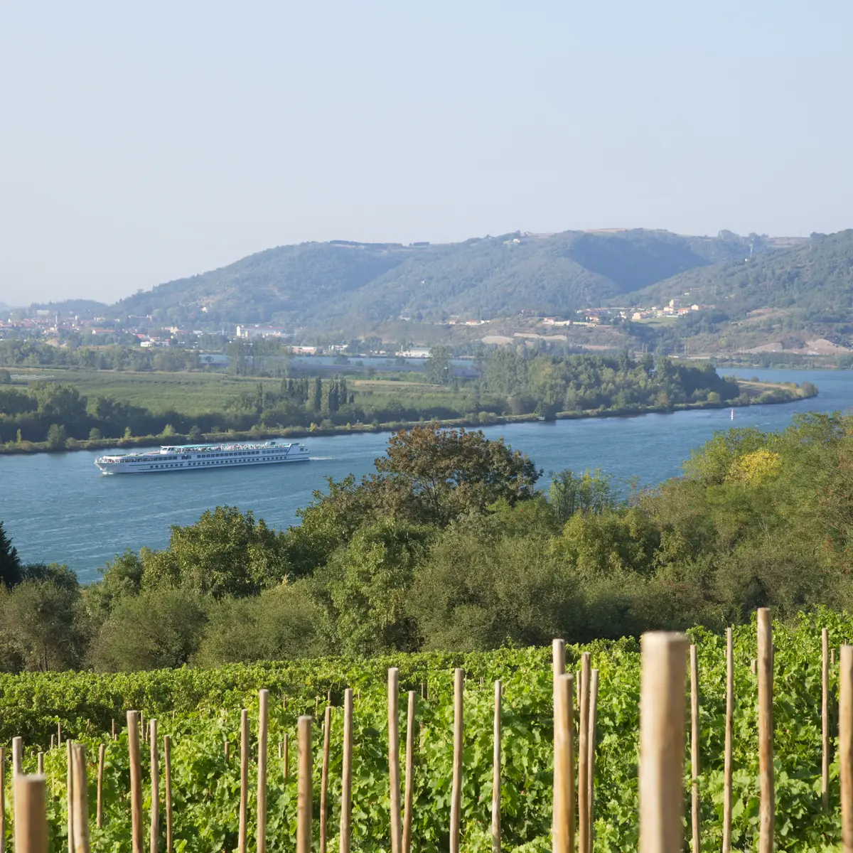 vignes