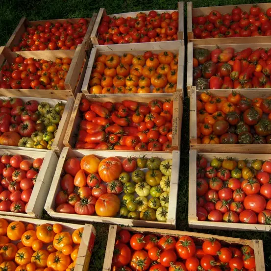 Légumes bio le jardin des Charmettes - la récolte de tomates