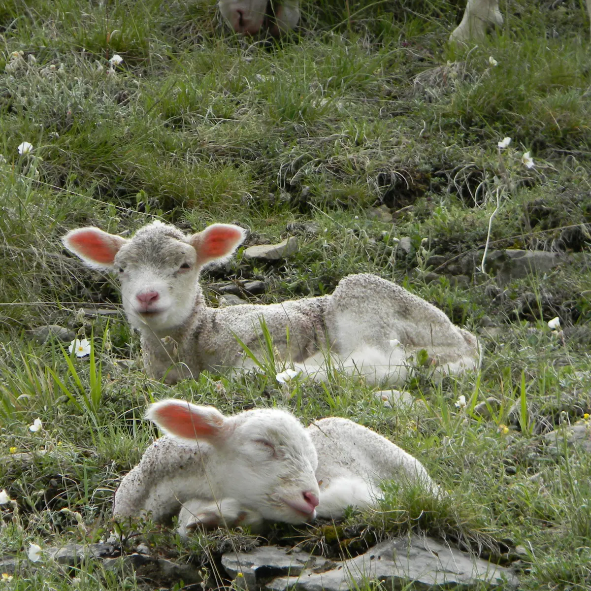 isite de ferme Chez Pascal, Dévoluy, Alpes du Sud