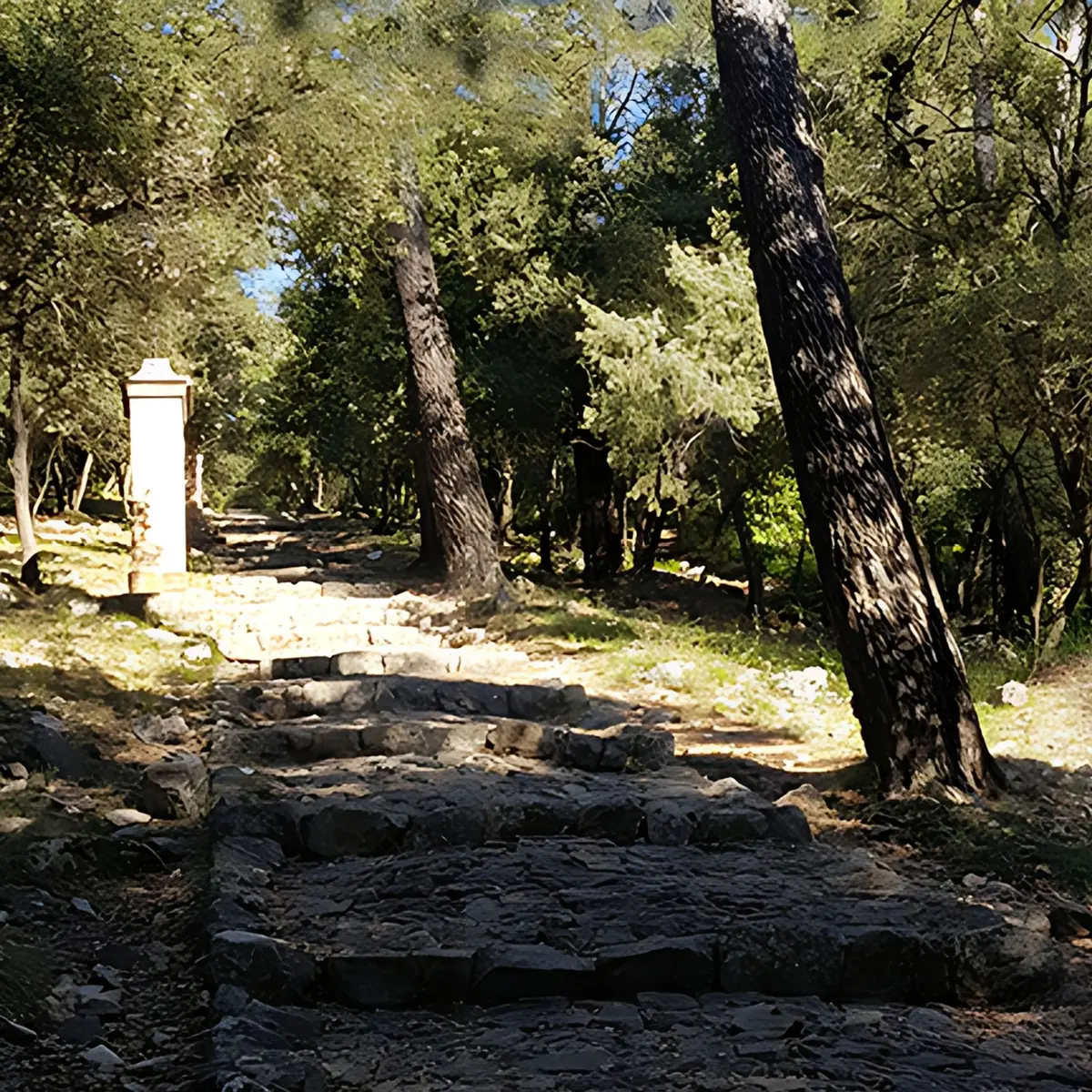 Montée en large marches en pierres au milieu d'une forêt méditerranéenne