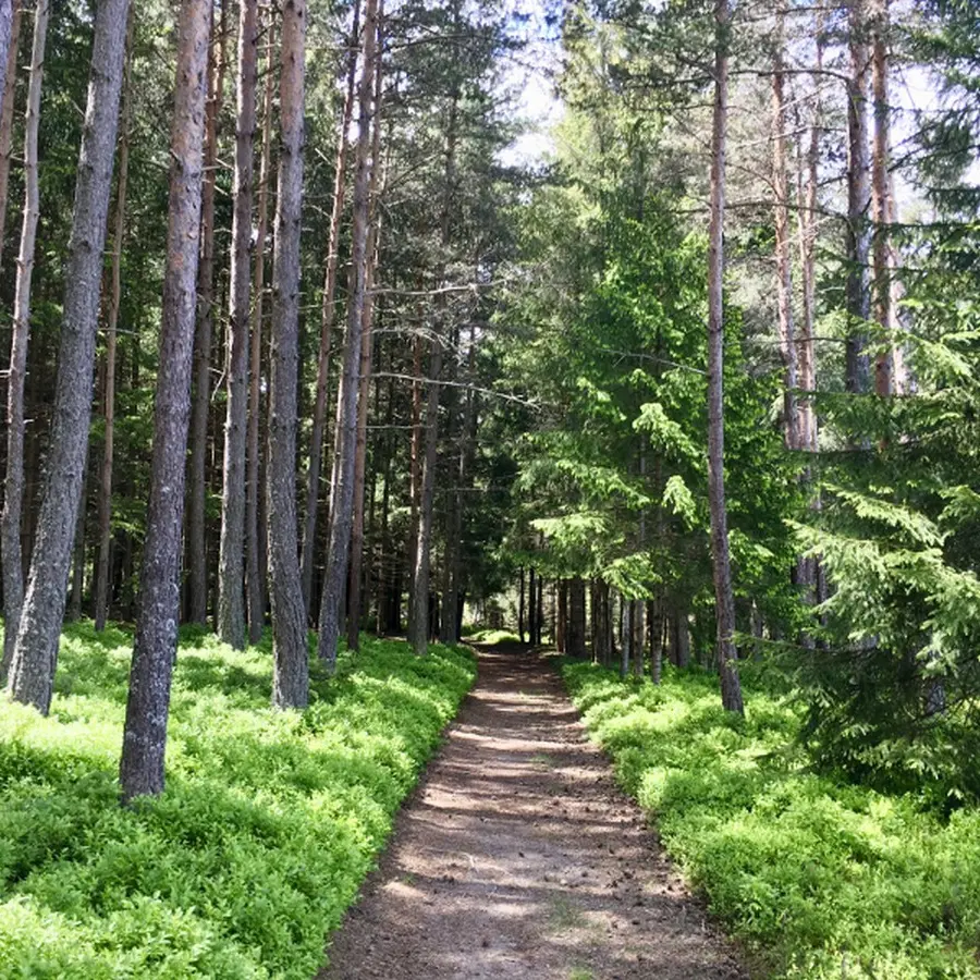 Vous découvrirez au cours de cet itinéraire des moulins vestiges dans un cadre enchanteur, entre forêts et cours d’eau.