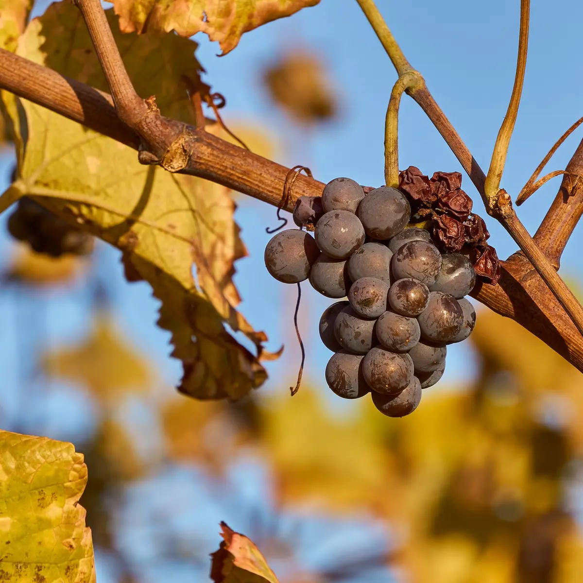 Grappe de raisin dans la vigne