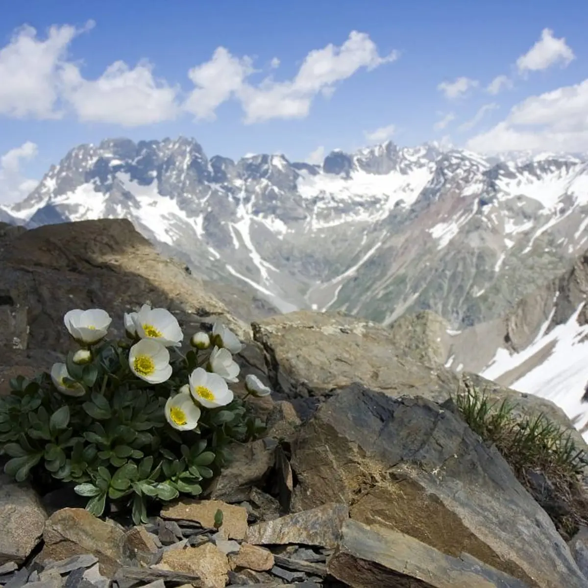 Renoncules des glaciers