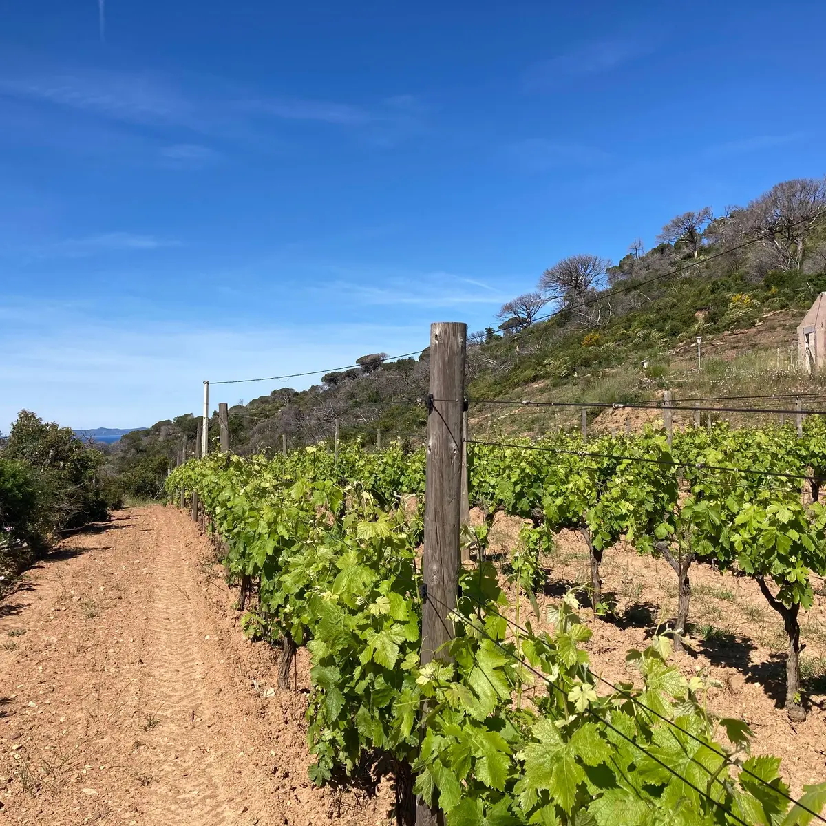 Vignobles sur le circuit du Cap Lardier
