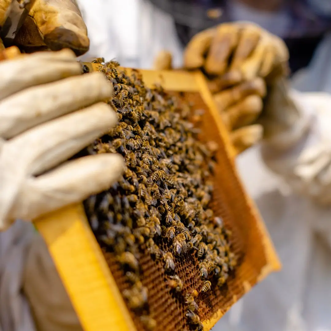 Apiculteur, cadre, abeilles