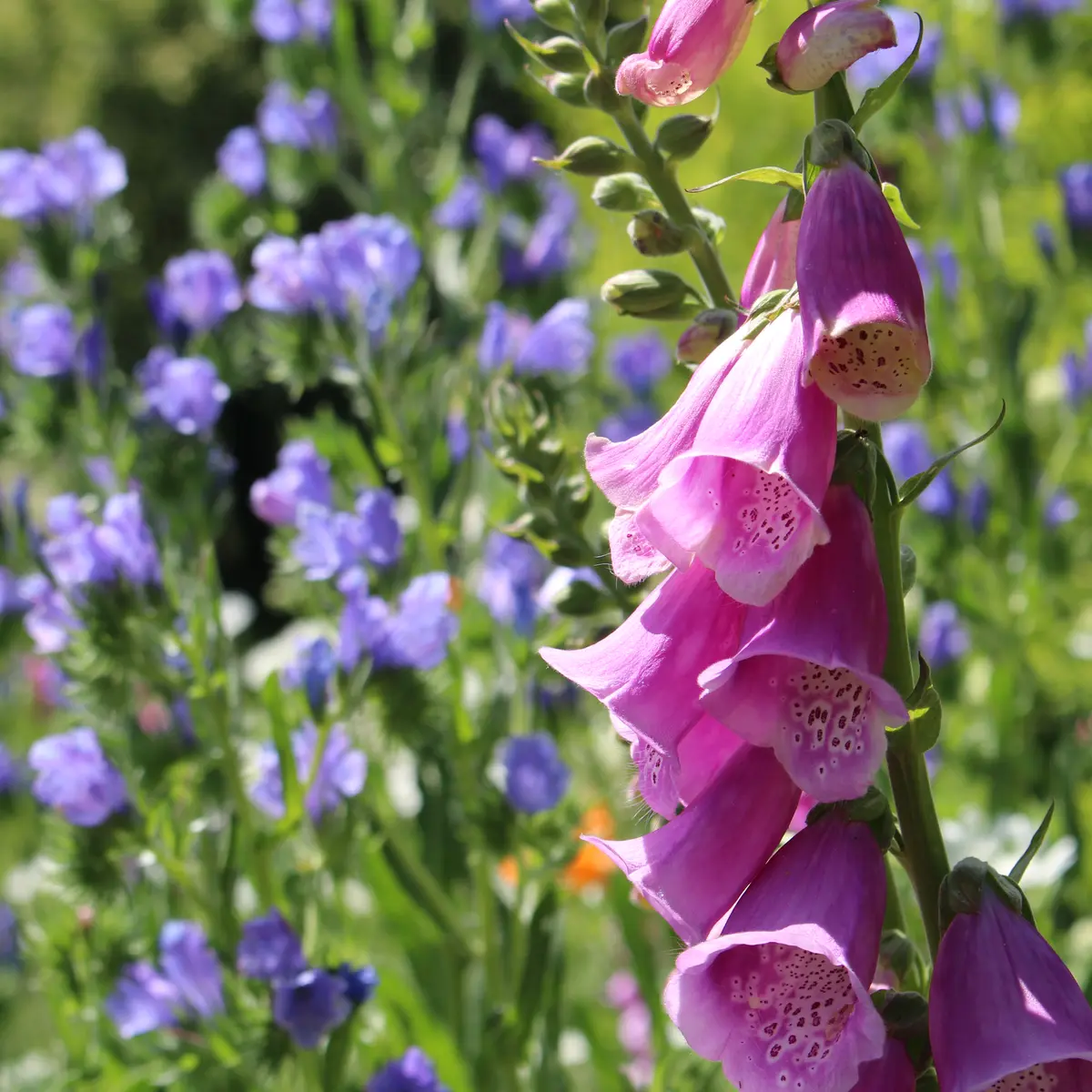 Jardin pour la terre