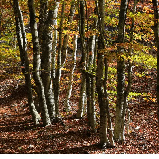 gravel 38 Ventoux Flassan