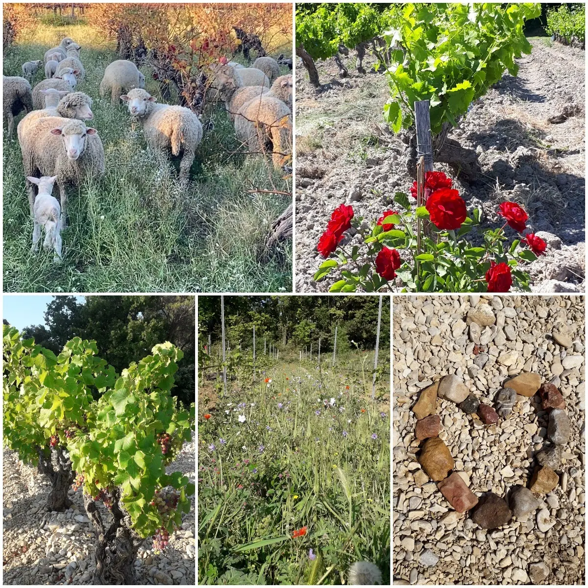 Découverte du sentier vigneron
