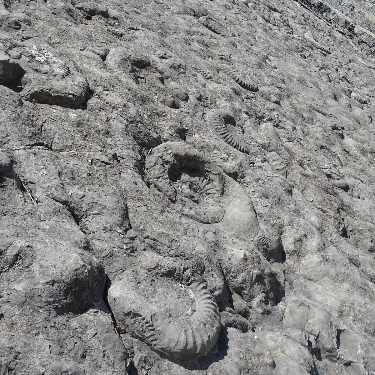 Dalle aux ammonites