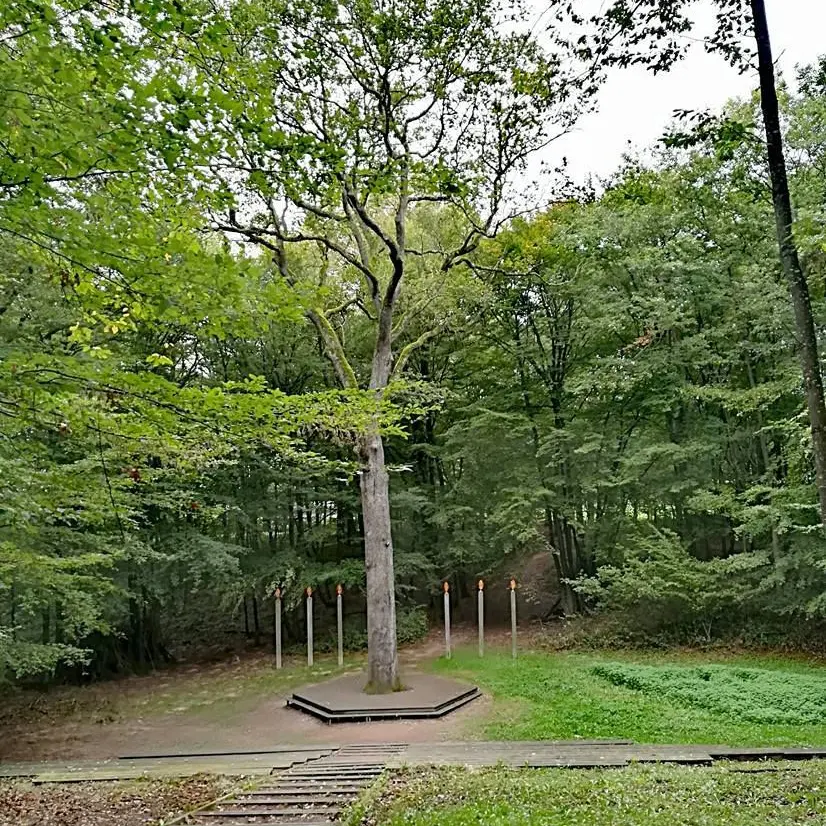 Forêt de Lespinasse