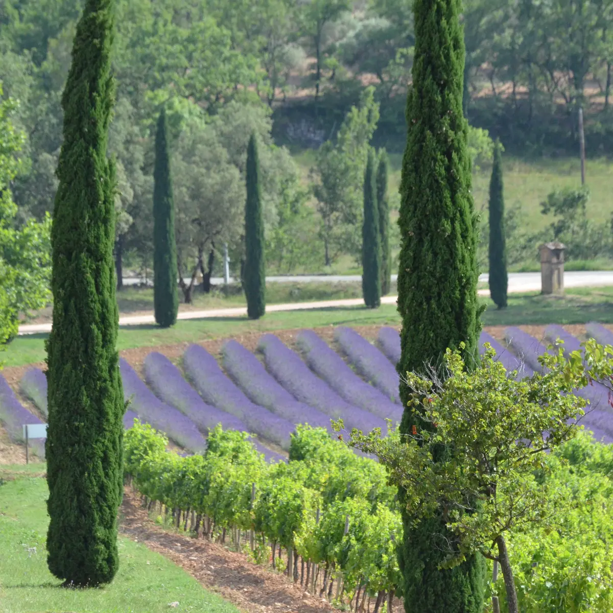 Conseil Interprofessionnel des Vins de Provence